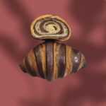 RevoCroissant ChocoZebrati 2pz da 75g - Revolution03